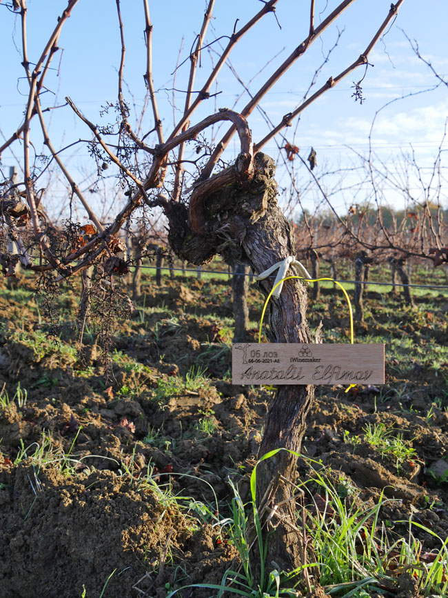 Виноградник на урожай